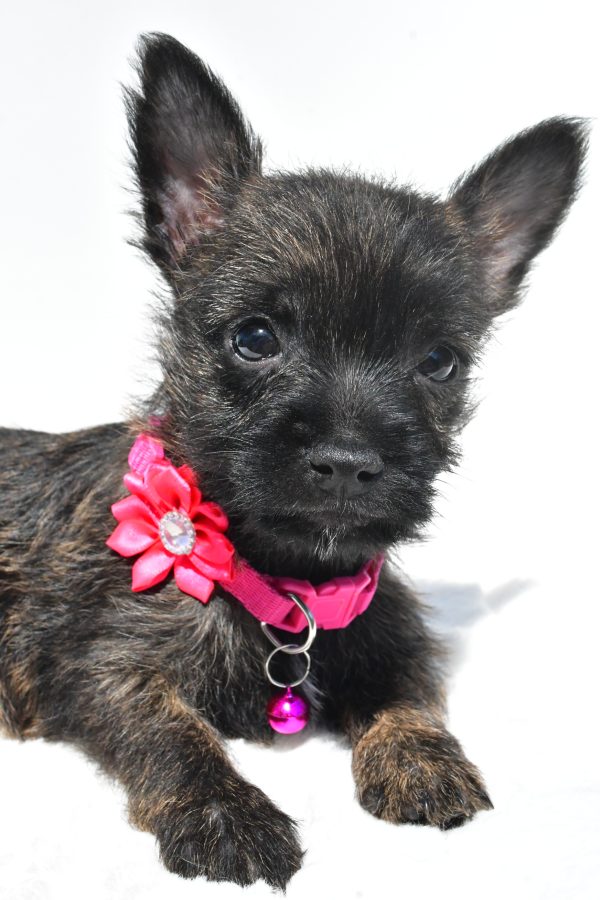 Miss Rose The Cairn Terrier - Image 4