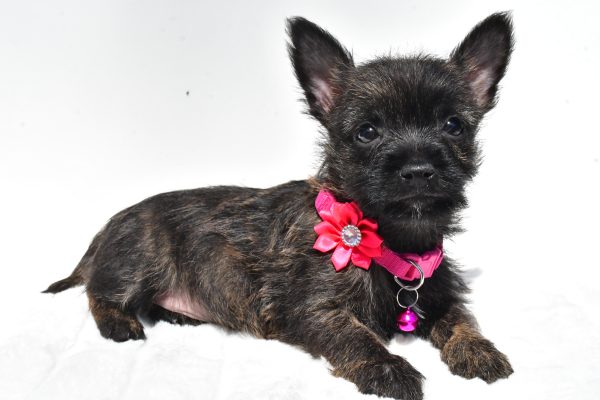 Miss Rose The Cairn Terrier - Image 6