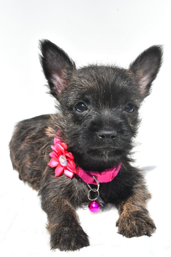 Miss Rose The Cairn Terrier - Image 5