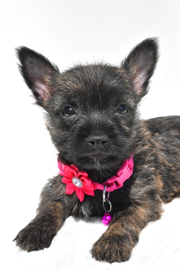 Miss Rose The Cairn Terrier - Image 3