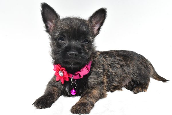 Miss Rose The Cairn Terrier - Image 7