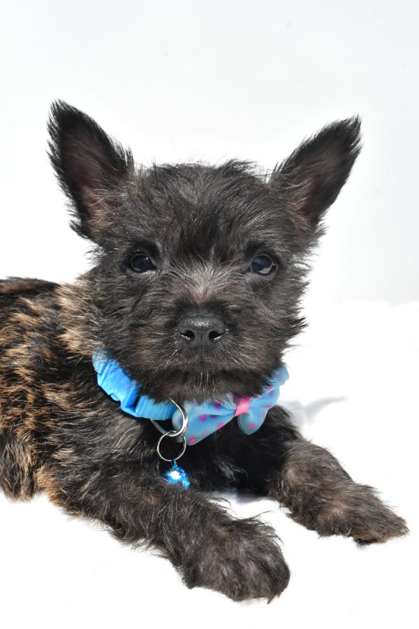 Mr. Rover The Cairn Terrier - Image 5