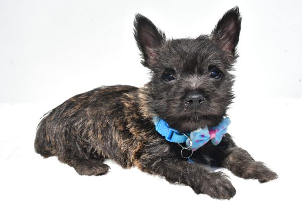 Mr. Rover The Cairn Terrier - Image 7