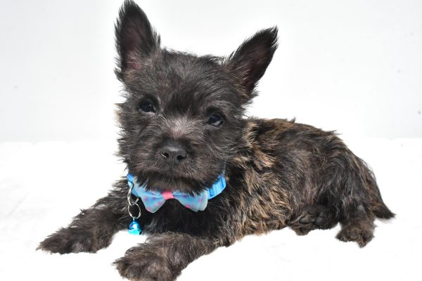 Mr. Rover The Cairn Terrier - Image 6