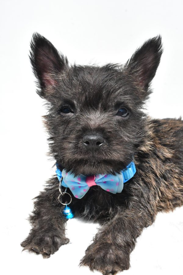 Mr. Rover The Cairn Terrier - Image 4