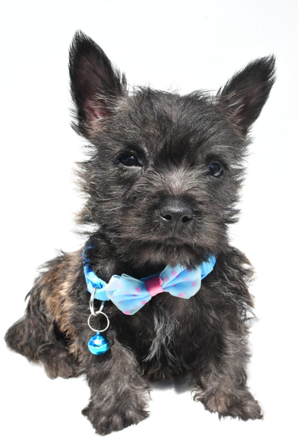 Mr. Rover The Cairn Terrier - Image 3