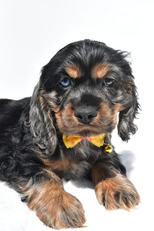 Mr. Thomas The Cocker Spaniel - Image 4