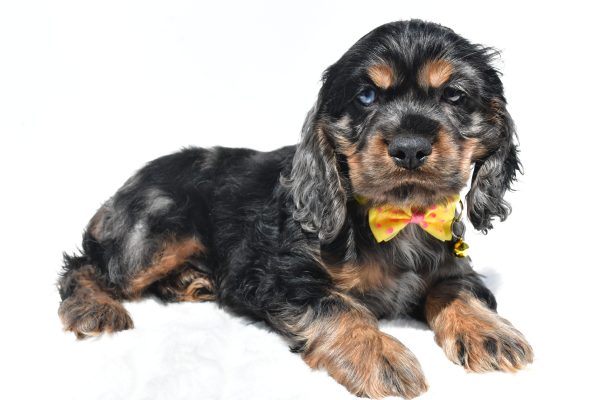 Mr. Thomas The Cocker Spaniel - Image 7