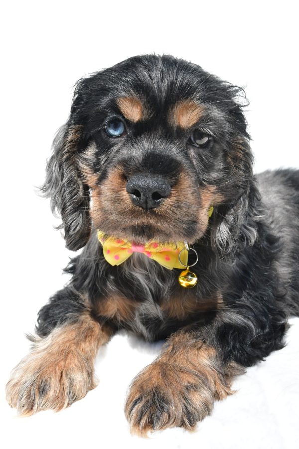 Mr. Thomas The Cocker Spaniel - Image 3