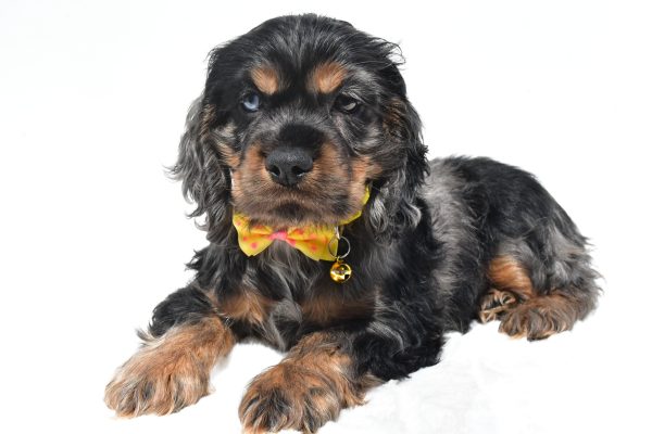 Mr. Thomas The Cocker Spaniel - Image 6