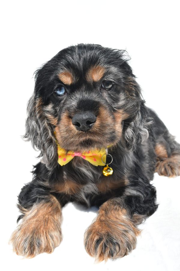 Mr. Thomas The Cocker Spaniel - Image 5