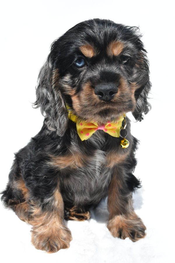 Mr. Thomas The Cocker Spaniel