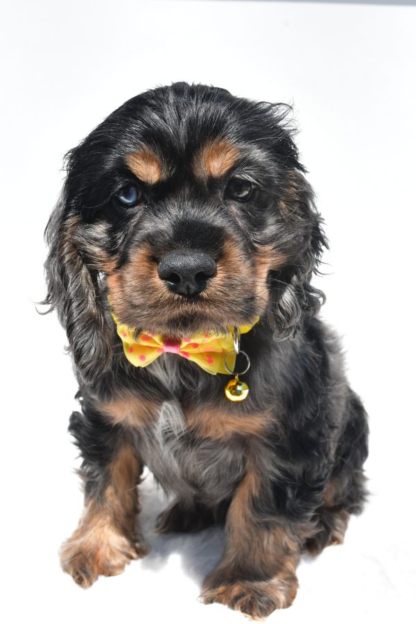 Mr. Thomas The Cocker Spaniel - Image 2
