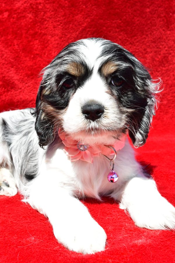 Miss Tiny The Cocker Spaniel - Image 4