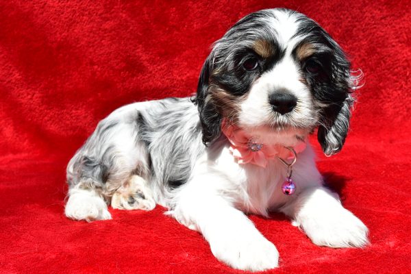 Miss Tiny The Cocker Spaniel - Image 7