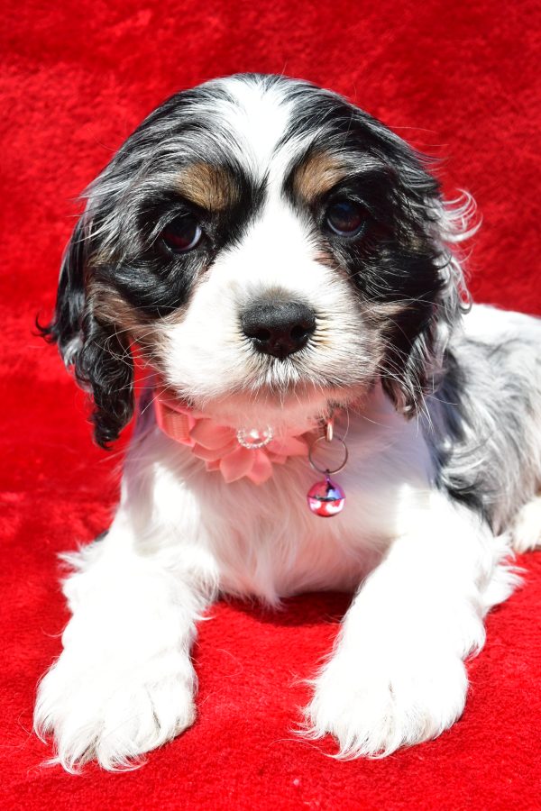 Miss Tiny The Cocker Spaniel - Image 3