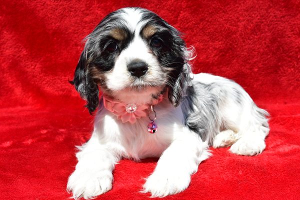 Miss Tiny The Cocker Spaniel - Image 6