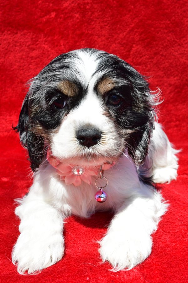 Miss Tiny The Cocker Spaniel - Image 5
