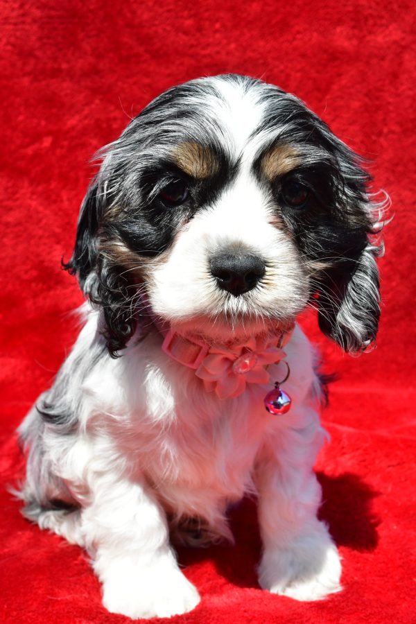 Miss Tiny The Cocker Spaniel - Image 2