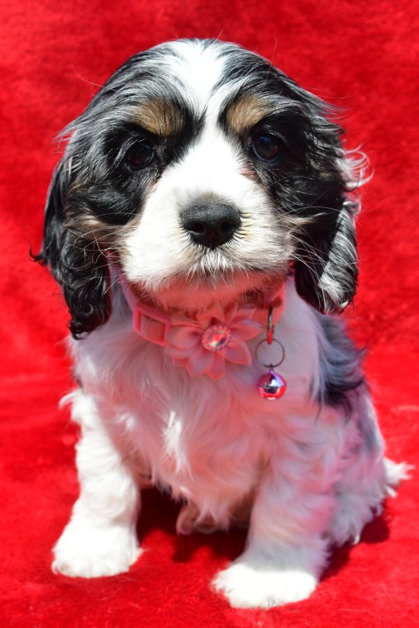 Miss Tiny The Cocker Spaniel