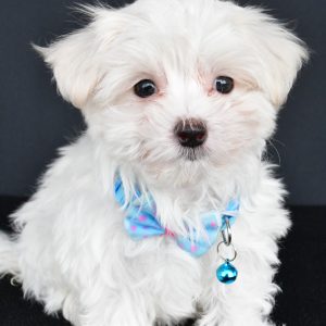 Mr. Vince The Maltese