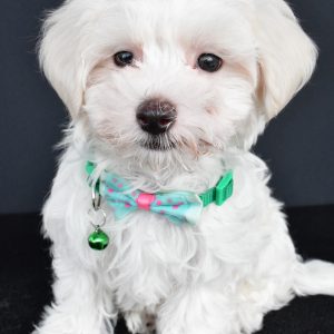 Mr. Vance The Maltese