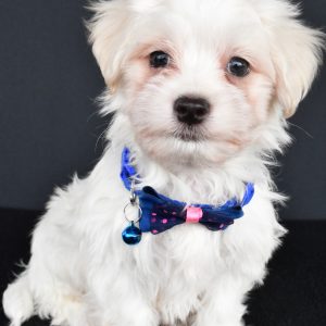 Mr. Will The Maltese