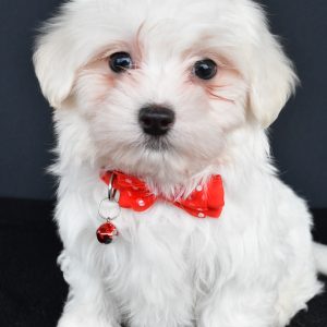 Mr. Wade The Maltese