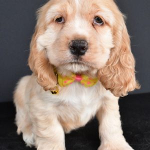 Mr. Preston The Cocker Spaniel