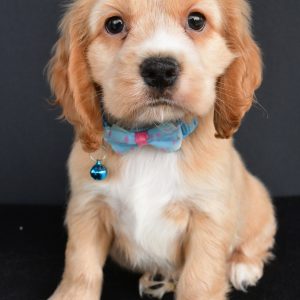 Mr. Pepper The Cocker Spaniel