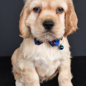 Mr. Pebbles The Cocker Spaniel