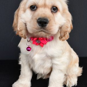 Miss Pea The Cocker Spaniel