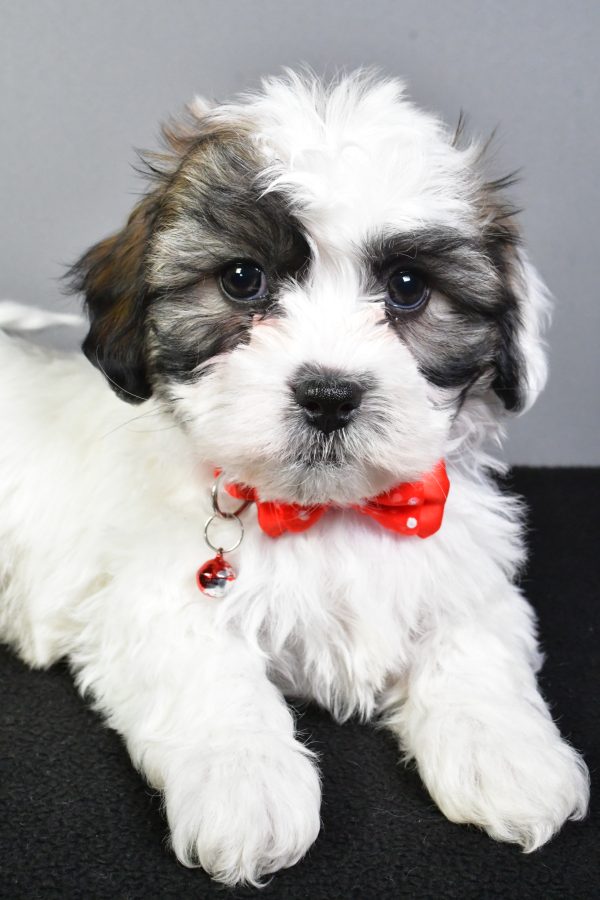 Mr. Tyson The Teddy Bear - Image 4