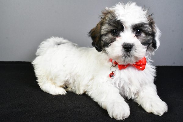 Mr. Tyson The Teddy Bear - Image 6