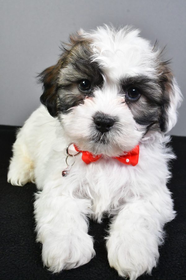 Mr. Tyson The Teddy Bear - Image 5
