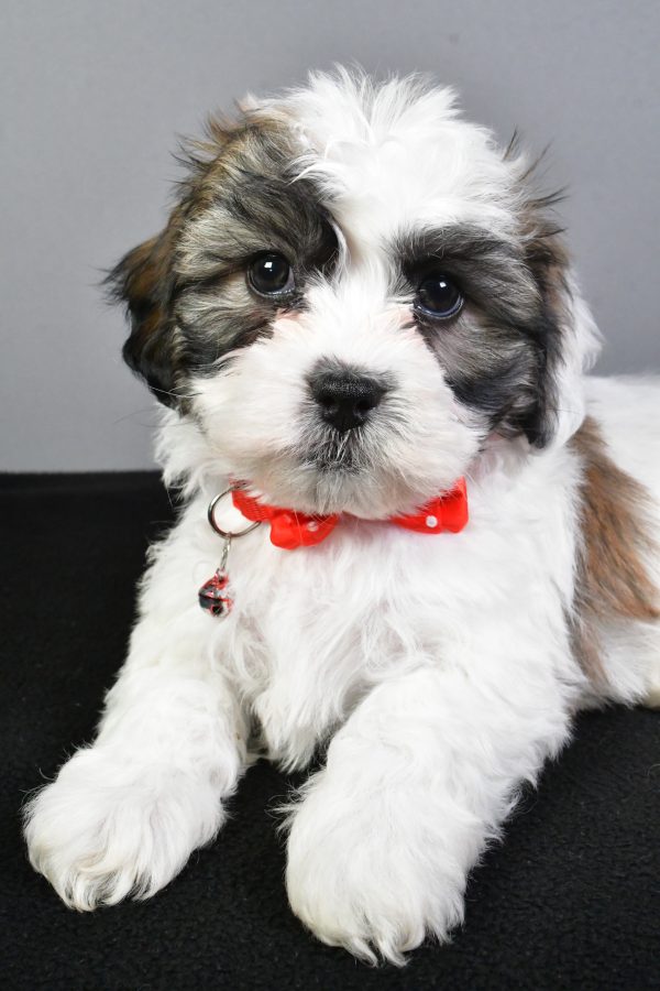 Mr. Tyson The Teddy Bear - Image 3