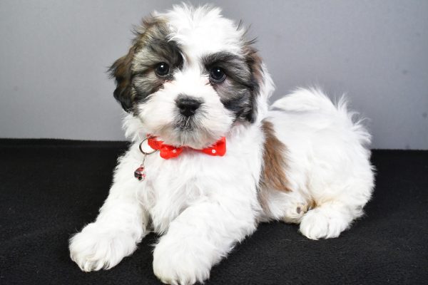 Mr. Tyson The Teddy Bear - Image 7