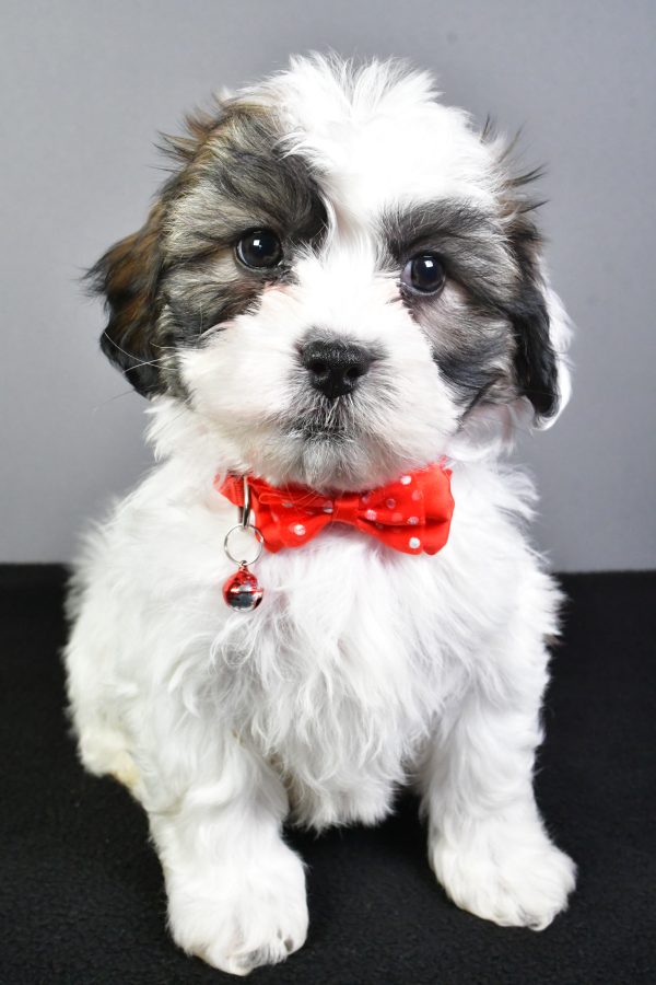 Mr. Tyson The Teddy Bear - Image 2