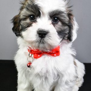 Mr. Tyson The Teddy Bear