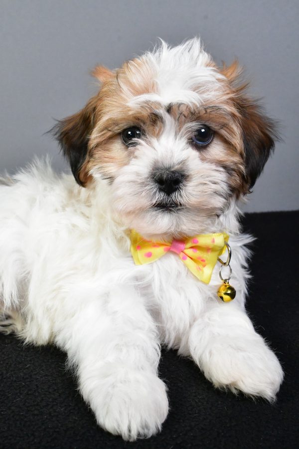 Mr. Toby The Teddy Bear - Image 4