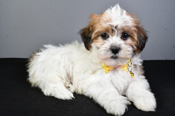 Mr. Toby The Teddy Bear - Image 7