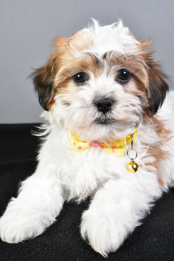 Mr. Toby The Teddy Bear - Image 3