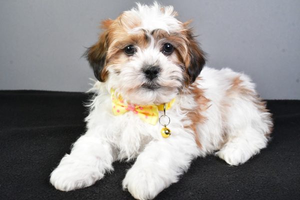 Mr. Toby The Teddy Bear - Image 6