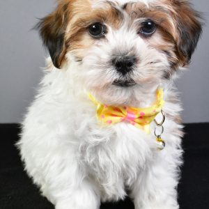 Mr. Toby The Teddy Bear