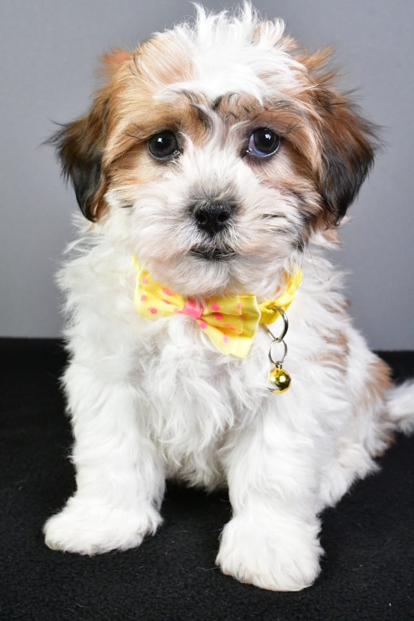 Mr. Toby The Teddy Bear - Image 2
