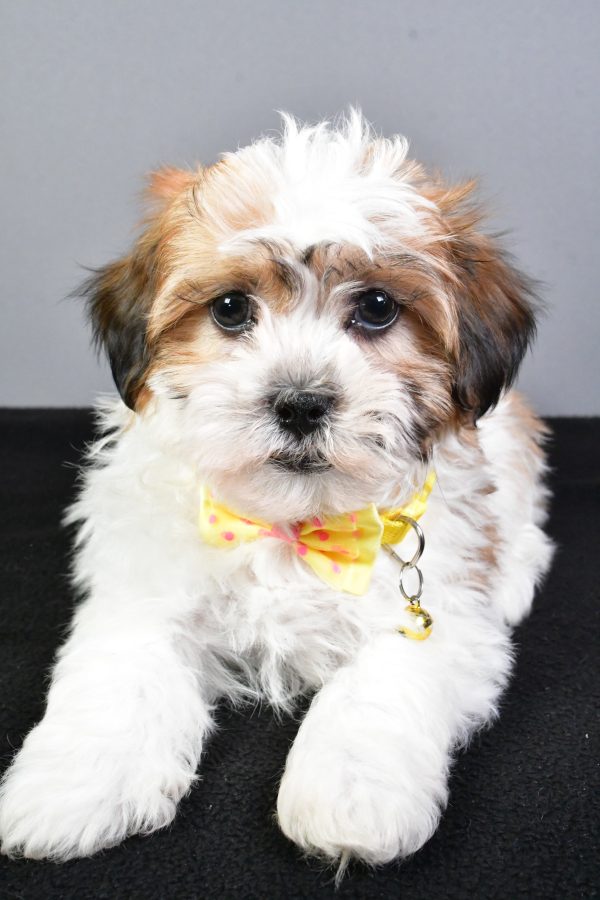 Mr. Toby The Teddy Bear - Image 5