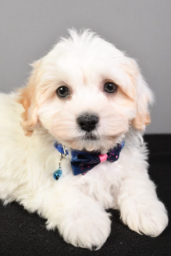 Mr. Turbo The Teddy Bear - Image 4