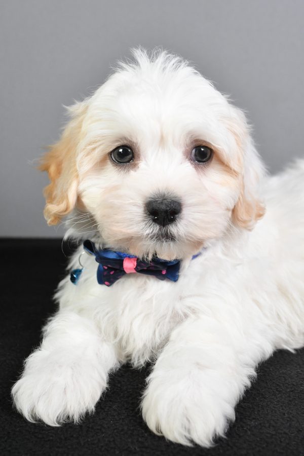Mr. Turbo The Teddy Bear - Image 3