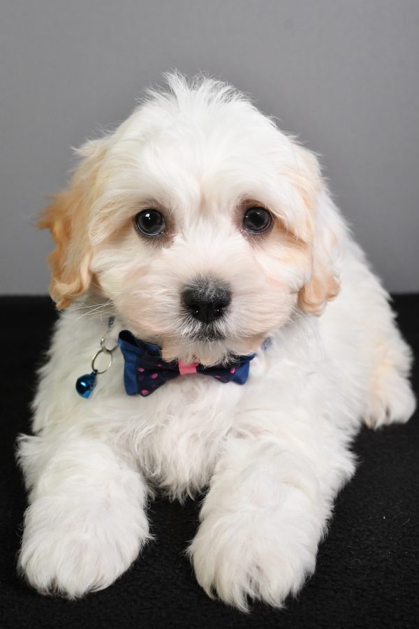 Mr. Turbo The Teddy Bear - Image 5