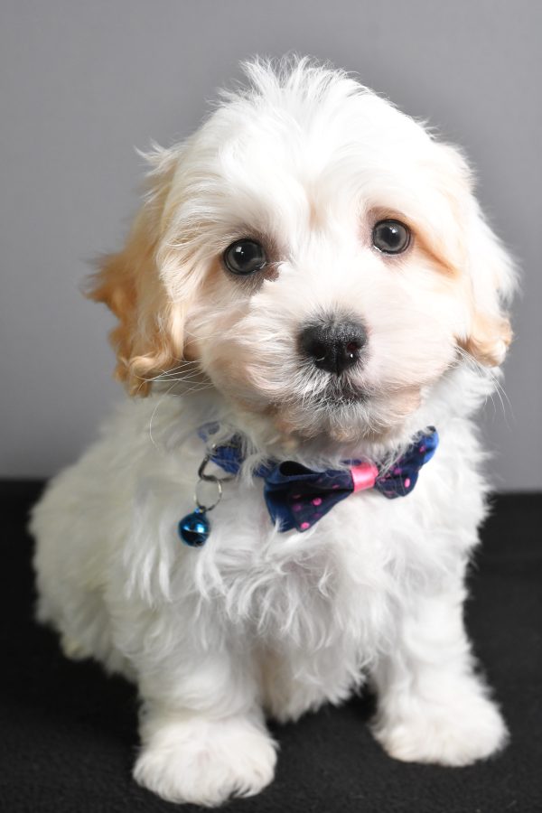 Mr. Turbo The Teddy Bear - Image 2